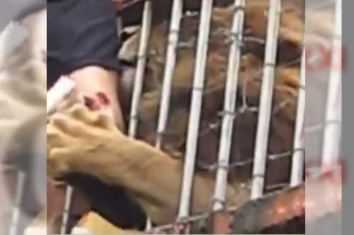 Video: Se sube a la jaula del león y le destrozan la pierna